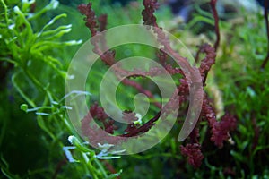 green country of seaweed photo
