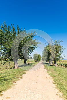 The green countryside in Cortona, Tuscany