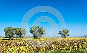 The green countryside in Cortona, Tuscany