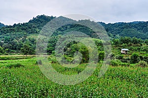 Green countryside in Luang Nam Tha, Laos