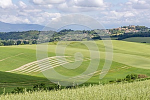 The green countryside with streaks of wasteland near Orciano Pisano and Lorenzana, Pisa, Italy photo