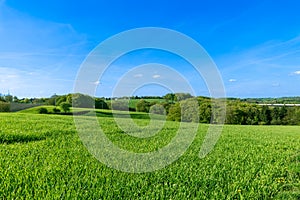 Green countryside in summer