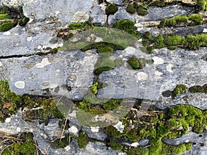 Green-Covered Rock with Lichen