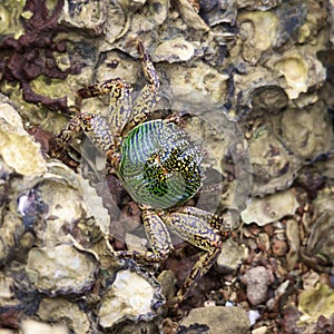Green Crab