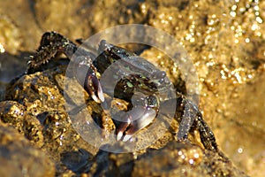 Green crab