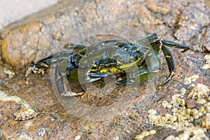 Green crab