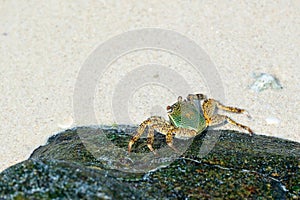 Green crab (latin name Grapsus albolineatus) on the stone in sea