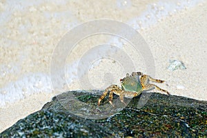 Green crab (latin name Grapsus albolineatus) on the stone in sea