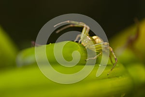 Green crab spider