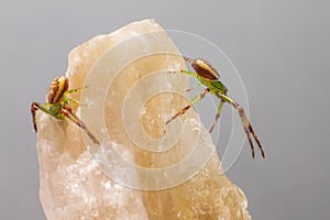 The Green Crab Spider (Diaea dorsata)