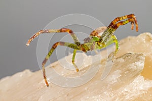 The Green Crab Spider (Diaea dorsata)