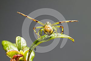 The Green Crab Spider (Diaea dorsata)