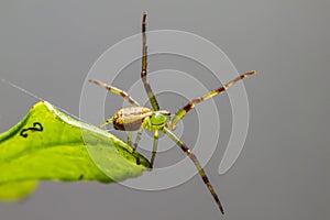 The Green Crab Spider (Diaea dorsata)