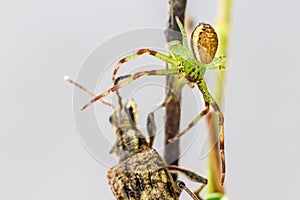 The Green Crab Spider (Diaea dorsata)