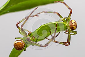 The Green Crab Spider (Diaea dorsata)