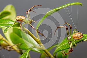 The Green Crab Spider (Diaea dorsata)