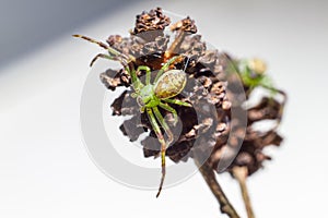 The Green Crab Spider (Diaea dorsata)