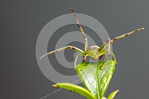 The Green Crab Spider (Diaea dorsata)