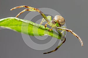 The Green Crab Spider (Diaea dorsata)