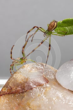 The Green Crab Spider (Diaea dorsata)