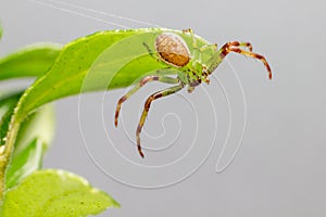 The Green Crab Spider (Diaea dorsata)