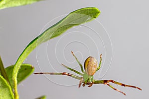 The Green Crab Spider (Diaea dorsata)