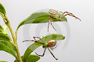 The Green Crab Spider (Diaea dorsata)