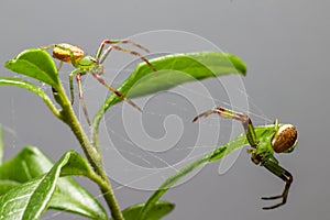 The Green Crab Spider (Diaea dorsata)