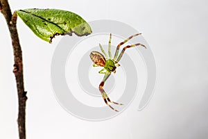 The Green Crab Spider (Diaea dorsata)