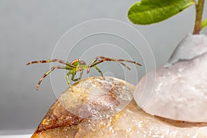 The Green Crab Spider (Diaea dorsata)