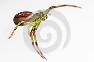 The Green Crab Spider, Diaea dorsata