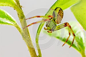 The Green Crab Spider (Diaea dorsata)