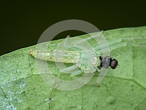 green crab spider eats fly prey on leaf