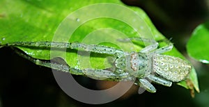Green crab spider photo