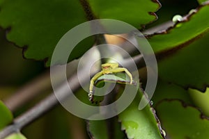 Green Crab Spider