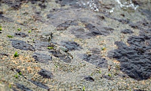 green Crab on wet stone. Wet granite rocks provide stage for crab intricate dance. resilient crustacean navigates the textured