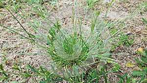 green crabgrass grass weed growing in lawn or yard