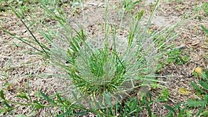 green crabgrass grass weed growing in lawn or yard