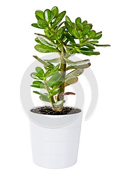 Green Crassula or money tree in white flower pot isolated