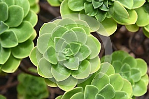 Green crassulaceae aeonium plants photo