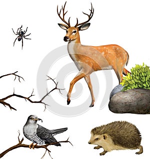 Deer, spider. hedgehog, cuckoo on a tree branches. photo