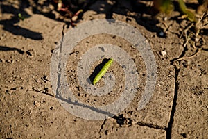 Green crawling caterpillar. Wildlife and spring creatures