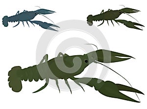 Green crayfish