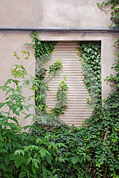 Green creeper plant covering cracked stucco wall.