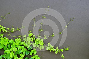 The Green Creeper Plant on a Dark Grey Wall Creates a Beautiful Background