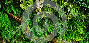 Green creeper plant, fern, orchid, vine or ivy and leaves wall for background.