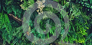 Green creeper plant, fern, orchid, vine or ivy and leaves wall for background in vintage tone.