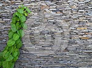 Green Creeper Plant Growing on Stone Wall Texture Background, Natural Pattern