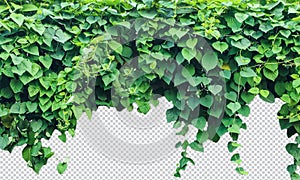 Green Creeper Plant Isolated On Transparent green leaves background on a wall With Gradient Mesh,