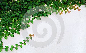 Zelený liana rastlina na stena 